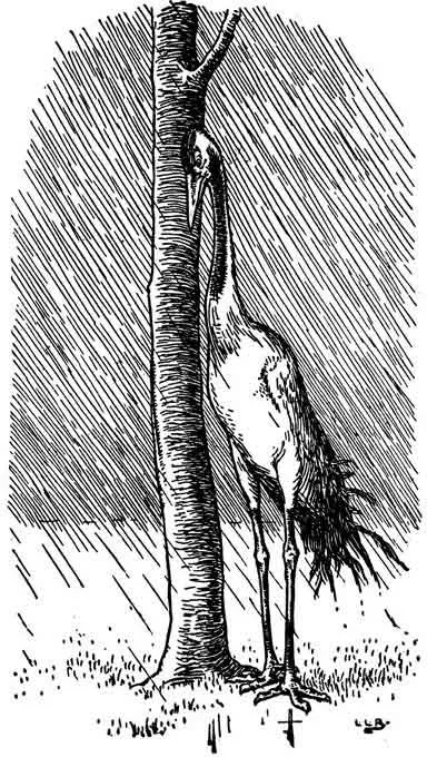雨にふられたつる